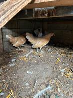 serama hennen, Dieren en Toebehoren, Pluimvee, Vrouwelijk, Kip