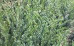 taxushaag taxus baccata eigen kwekerij, Ophalen of Verzenden, Taxus, Haag, Minder dan 100 cm