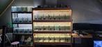 Aquarium stelling met vissen, Vis, Zoetwatervis, Schoolvis
