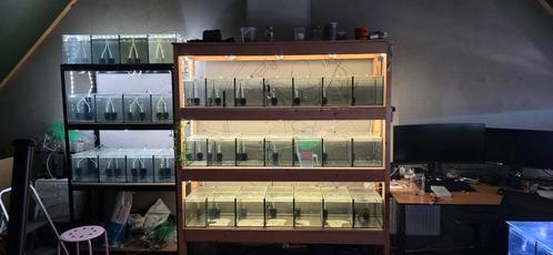 Aquarium stelling met vissen, Dieren en Toebehoren, Vissen | Aquariumvissen, Zoetwatervis, Vis, Schoolvis