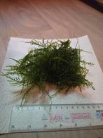 Aquarium mos, Ophalen of Verzenden, Plant(en), Steen of Hout