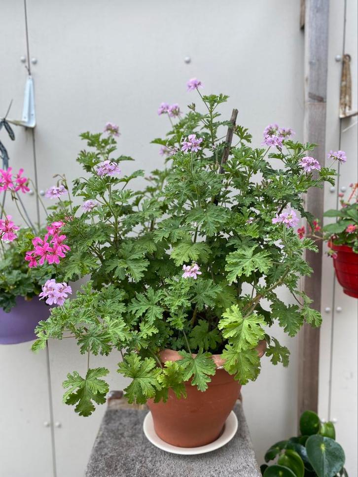 Geurende Citroengeranium Pelargonium graveolens, Tuin en Terras, Planten | Tuinplanten, Vaste plant, Overige soorten, Halfschaduw