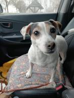 Jack Russell, Dieren en Toebehoren, 6 jaar of ouder, Jack Russell Terriër, CDV (hondenziekte), Teef