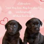 Prachtige chocobruine labradorpups, ouders HD/ED,ECVO getest, CDV (hondenziekte), 8 tot 15 weken, Labrador retriever, Meerdere