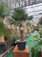 Trachycarpus wagnerianus palmen, windvast en winterhard, Vaste plant, Ophalen of Verzenden