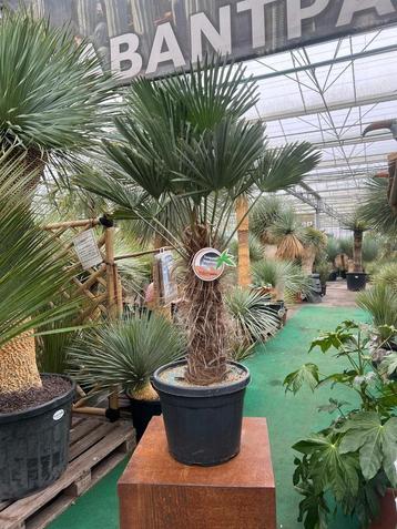 Trachycarpus wagnerianus palmen, windvast en winterhard