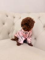 Toy poodle, Teef, Eén hond, Nederland, Particulier