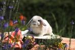Raszuivere minilops, Meerdere dieren, Dwerg, Hangoor, 0 tot 2 jaar