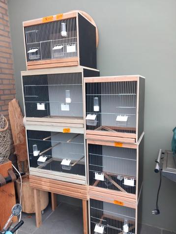 Broedkooien kweekkooien  beschikbaar voor biedingen