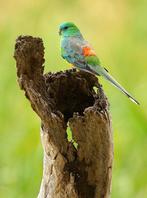 Gezonde volwassen koppels roodrugparkieten, diverse kleuren!