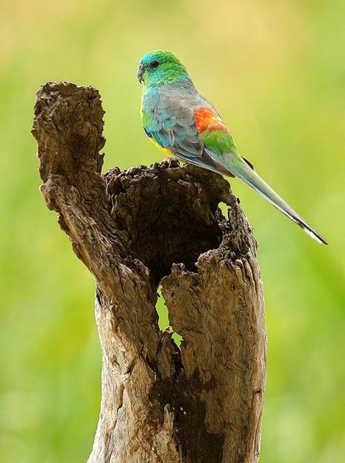 Gezonde volwassen koppels roodrugparkieten, diverse kleuren!, Dieren en Toebehoren, Vogels | Parkieten en Papegaaien, Parkiet
