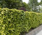 Beukenhaag - Fagus sylvatica - Groene beuken - Beukenheg, Tuin en Terras, Ophalen of Verzenden, Beukenhaag, 100 tot 250 cm
