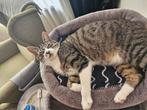 Goed  forever huis gezocht voor deze knappe kerel., Dieren en Toebehoren, Kater