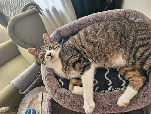 Goed  forever huis gezocht voor deze knappe kerel., Dieren en Toebehoren, Katten en Kittens | Overige Katten, Kater