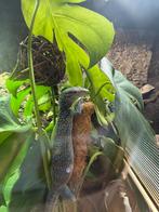 Varanus Macraei 1.0.0, Hagedis, Tam, 0 tot 2 jaar