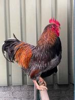 Barnevelder haan - Gratis afhalen, Dieren en Toebehoren, Pluimvee, Mannelijk, Kip