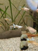 Albino platinum guppen, Dieren en Toebehoren, Vissen | Aquariumvissen, Vis