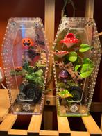 2 springspinnen compleet met terrarium, phiddipus regius, Dieren en Toebehoren, Reptielen en Amfibieën | Toebehoren, Ophalen, Zo goed als nieuw