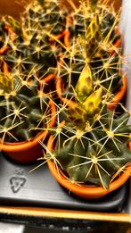Cactus bloeiend met sierpot, Ophalen, Cactus, Volle zon, Minder dan 100 cm