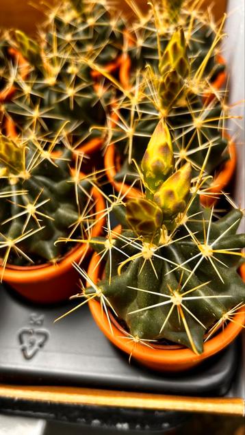 Cactus bloeiend met sierpot beschikbaar voor biedingen