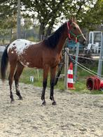 Prachtige jonge hengst van Peru’s Armani, Gechipt, Dressuurpaard, 0 tot 2 jaar, Hengst