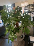 Philodendron Squamiferum - Grote kamerplant 110cm, Ophalen, 100 tot 150 cm, Overige soorten, Halfschaduw