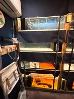 Kweekstelling diverse aquaria, aquarium + alle toeboren, Ophalen, Zo goed als nieuw, Leeg aquarium