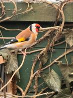 Mooie majoor putter mannen, Dieren en Toebehoren, Vogels | Overige Vogels, Mannelijk, Wildzangvogel, Geringd