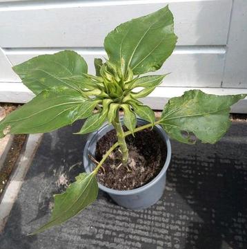 Zonnebloem 🌻🔆 beschikbaar voor biedingen