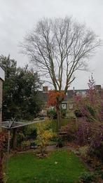 Snoeihout haagbeuk gratis, Ophalen, Beukenhaag, Haag, 100 tot 250 cm