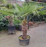 Mooie palmboom, palm, Trachycarpus Fortunei, winterhard, 100 tot 250 cm, Zomer, Palmboom, Ophalen