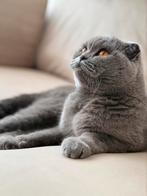 Britse korthaar COCO poes, Dieren en Toebehoren, Katten en Kittens | Raskatten | Korthaar, Poes