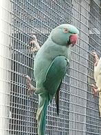 Aqua halsbandparkiet pop, Dieren en Toebehoren, Vrouwelijk, Parkiet, Geringd