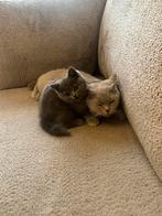 Lieve Britse kortaar kitten, Poes, Ontwormd