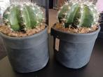 Cactus in leren zak, Ophalen of Verzenden, Zo goed als nieuw