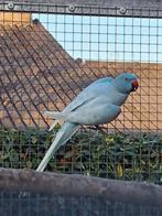 Diverse halsbandparkieten broedrijp, Dieren en Toebehoren, Vogels | Parkieten en Papegaaien, Meerdere dieren, Parkiet