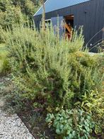 Grote rozemarijn, Tuin en Terras, Planten | Tuinplanten, Ophalen, Zomer, Overige soorten, Volle zon