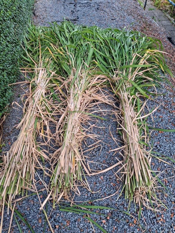 Olifantengras Riet, Tuin en Terras, Planten | Tuinplanten, Vaste plant, Siergrassen, Volle zon, Herfst, Ophalen
