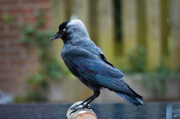 Opgezette kauw Taxidermy  beschikbaar voor biedingen