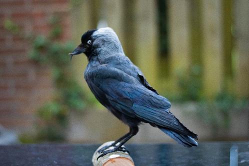 Opgezette kauw Taxidermy, Verzamelen, Dierenverzamelingen, Nieuw, Opgezet dier, Vogel, Ophalen of Verzenden