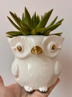 Owl pot, the plant is not included:), Ophalen, Vetplant, Volledige schaduw, In pot