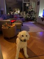 Gezocht vakantieopvang hond, Verzenden