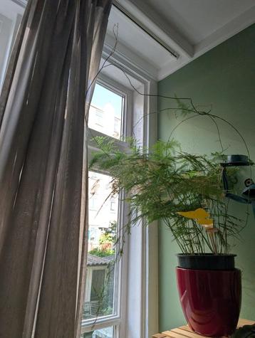Asparagus plumoses - Sierasperge 50cm! beschikbaar voor biedingen