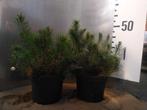 Dwergden - Pinus mugo pumilio, Tuin en Terras, Planten | Tuinplanten, Bodembedekkers, Vaste plant, Ophalen of Verzenden, Halfschaduw