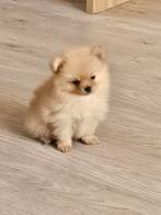 Pomeriaan x pomchi mag per direct naar een nieuw huisje!, CDV (hondenziekte), Overige rassen, 8 tot 15 weken, Meerdere