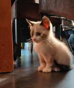 Lieve kittens, Dieren en Toebehoren, Katten en Kittens | Overige Katten, Meerdere dieren