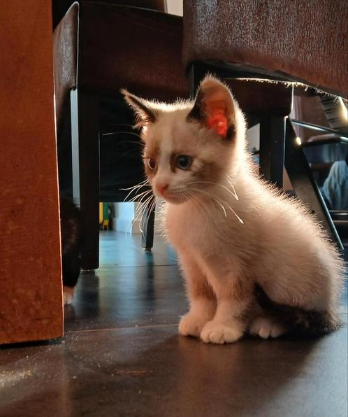 Lieve kittens, Dieren en Toebehoren, Katten en Kittens | Overige Katten, Meerdere dieren