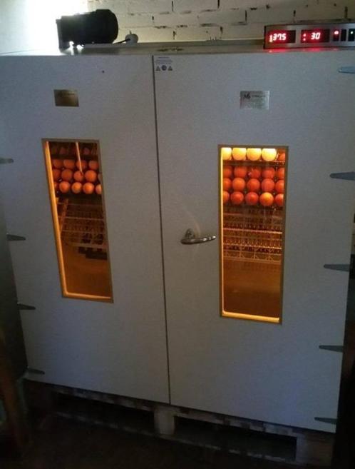 Broedservice, kuikens uitbroeden, Dieren en Toebehoren, Pluimvee | Toebehoren, Nieuw, Overige typen, Ophalen