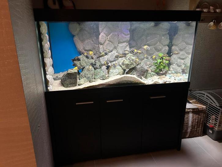 Eheim aquarium 130x60x60, Dieren en Toebehoren, Vissen | Aquaria en Toebehoren, Gebruikt, Leeg aquarium, Ophalen