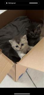 Britse korthaar kitten, Dieren en Toebehoren, Katten en Kittens | Raskatten | Korthaar, Kater, 0 tot 2 jaar